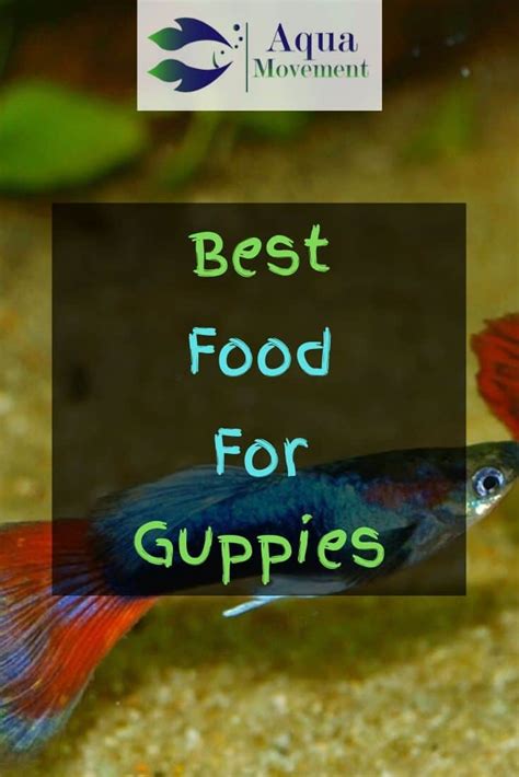 best guppy fish food